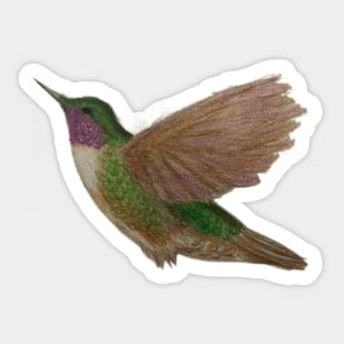 Hummingbird Sticker